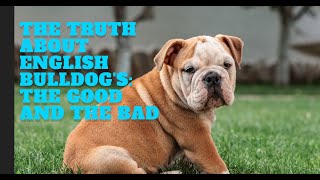 The Truth About English Bulldogs The Good And The Bad [upl. by Longerich]