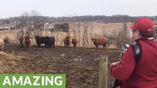 Scottish Highland Cattle flock to accordion music [upl. by Enerehs]