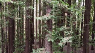 Californian Redwood Forest  a true sanctuary  serenity at its best [upl. by Lepine]