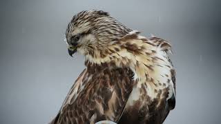 Buteo lagopus [upl. by Namwen]