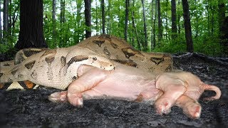 Boa Constrictor Eats an Entire Pig [upl. by Budd83]