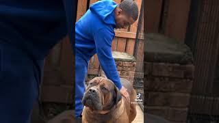 Meet the GIGANTIC South African Mastiff The BIGGEST Boerboel You’ve EVER Seen [upl. by Anohs]