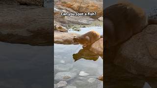 Cat on a fishing duty in Mykonos Can you spot a fish funnycats fishing catfish ing sh [upl. by Atirihs]