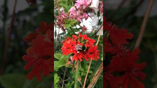 The red Lychnis Chalcedonica Maltesecross chalcedonica malthesecross redflower perennial [upl. by Hepzi]