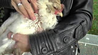 Chicken Moulting Dos amp Donts [upl. by Rusell]