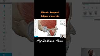 Músculo Temporal Origem e Inserção  Anatomia  Anatomia Humana [upl. by Kcirdorb]