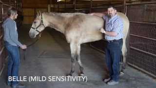 Equine Ulcer Treatment  Before and After by Mark DePaolo DVM [upl. by Neelac]