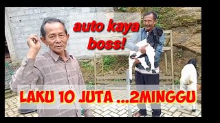 auto kaya❗peternakan kambing etawa super milik mas Antok ❗ ini tips memilih kambing [upl. by Orbadiah609]