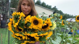 Cutting Procut Sunflower [upl. by Koval308]