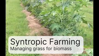 8 mth Syntropic Farming experiment  using grass for biomass [upl. by Flo]