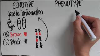 Genotype vs Phenotype [upl. by Fullerton]