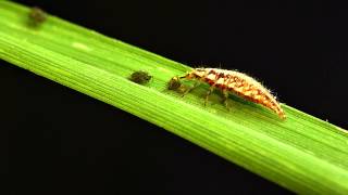 Green lacewing larvae vs bird cherryoat aphid [upl. by Nerta321]