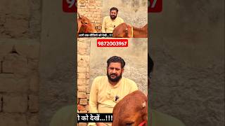 छूट पर छूट बड़ा धमाका💥 सबसे कम कीमत में offer😁cattlefarming152 animalfarming [upl. by Ansaev]