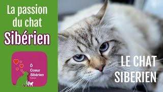 LE CHAT SIBERIEN  O COEUR SIBERIEN [upl. by Asilec474]