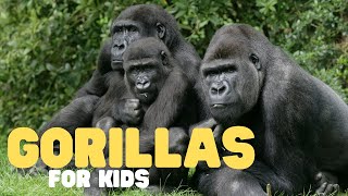 Gorillas for Kids  Learn all about these gentle giants [upl. by Argile]