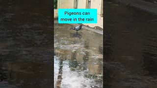 Pigeon 🐦 in the rain ☔ rain nature trendingshorts viralshorts [upl. by Adierf]