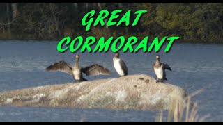 Great cormorant [upl. by Adnohsed]