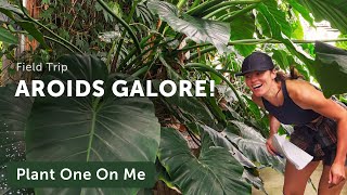 LARGEST AROID Collection in US Greenhouse Tour Philodendrons Monstera and More Part 2 — Ep 262 [upl. by Atikel]