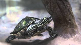 Pascagoula River Audubon Center opens in Moss Point [upl. by Assenaj]