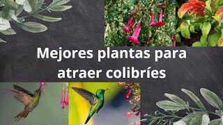 Mejores plantas para atraer colibríes [upl. by Enahsed511]