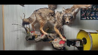 FULL LIFESIZE EASTERN COYOTE MOUNT [upl. by Stich]