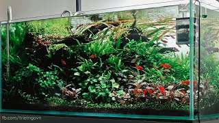 Thriving Oasis A Natural Aquarium Bursting with Color aquarium tropicalfish aquacape plants [upl. by Ankney]