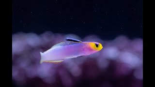 The Helfrichis Dartfish Swimming [upl. by Jarrad]