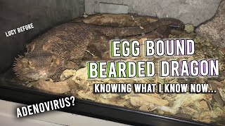 My Egg Bound Bearded Dragon What I Would Do Differently [upl. by Rhys]