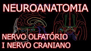 Aula Neuroanatomia  Nervo Olfatório I Nervo Craniano e o Sistema Olfativo  Neuroanatomia 61 [upl. by Fasa824]