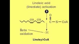 Beta oxidation of Unsaturated Fatty acids [upl. by Ieso857]