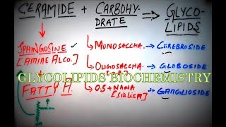 GLYCOLIPIDS  Biochemistry Concepts amp Brief Lipid Classification Cerebrosides Gangliosides etc [upl. by Huesman]