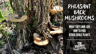 Foraging for Pheasant Back Dryads Saddle Mushrooms [upl. by Alian]