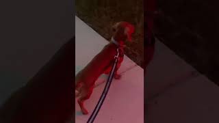 Dachshund is Stubborn  shortsvideo [upl. by Natsud750]