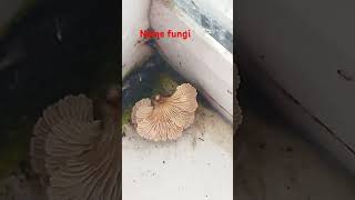 Fungi biology fungi microbiology [upl. by Kyne]