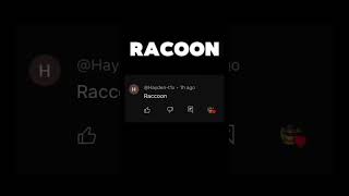 Racoon edit animals comment racoons [upl. by Adekram]