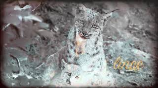 Lince 43 [upl. by Necila]