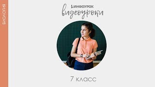 Вирусные заболевания и их профилактика  Биология 7 класс 4  Инфоурок [upl. by Nilerual]