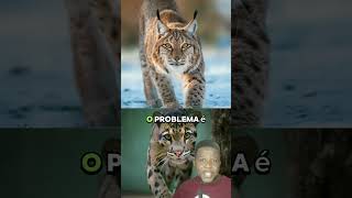 LEOPARDO NEBULOSO vs LINCE EUROASIATICO [upl. by Henka]