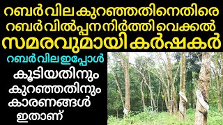 റബർ വില ഉയരാത്തതിന്റെ കാരണം ഇതാണ്  Manoj nediyackal rubber tapping [upl. by Aihseya628]