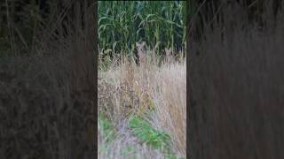 Two coyotes hunting animals wildanimals coyote wildlife nature outdoors [upl. by Clementas989]