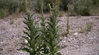 Survival Uses For Mullein [upl. by Bonine]