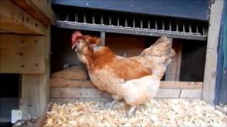 About Salmon Faverolle chickens for backyard flocks and pets [upl. by Ryhpez910]