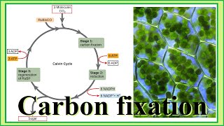 carbon fixation [upl. by Lyndsie406]