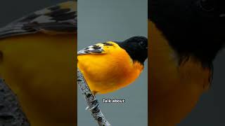 Fascinating Facts About Baltimore Oriole facts birds [upl. by Yeclek]