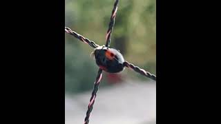 come on ladybird show us your perfect spots ladybirds ladybug ladybugs black red bugs [upl. by Posner815]