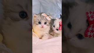 Des mignons chatons💕😻 cat cute kitten [upl. by Eanom]