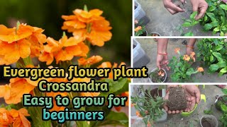 All about crossandra flower plant  How to grow amp carepropagationbest potting soilcutting update [upl. by Eyahsal692]