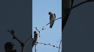 Northern Roughwinged Swallows birdphotography nature wildlife birds [upl. by Ahsikram143]