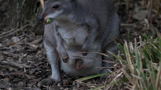 First pademelon birth celebrated at UK Zoo [upl. by Marko]