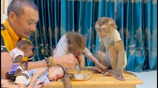 Grandpa cooks instant noodles for the monkeys to eat [upl. by Euqinomahs]